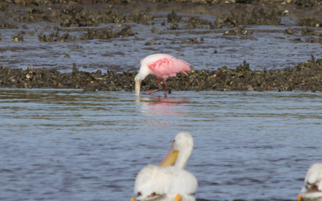 In Search of the Elusive Roseate Spoonbill