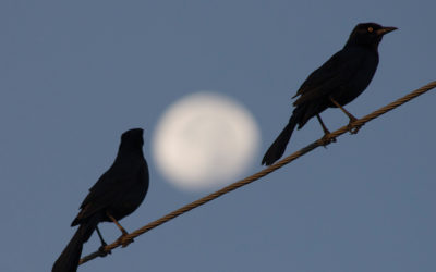 Salt Marsh Diaries — September 2019