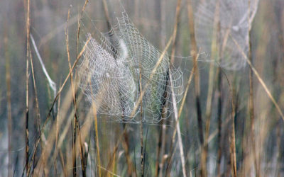 Salt Marsh Diaries — March 2020