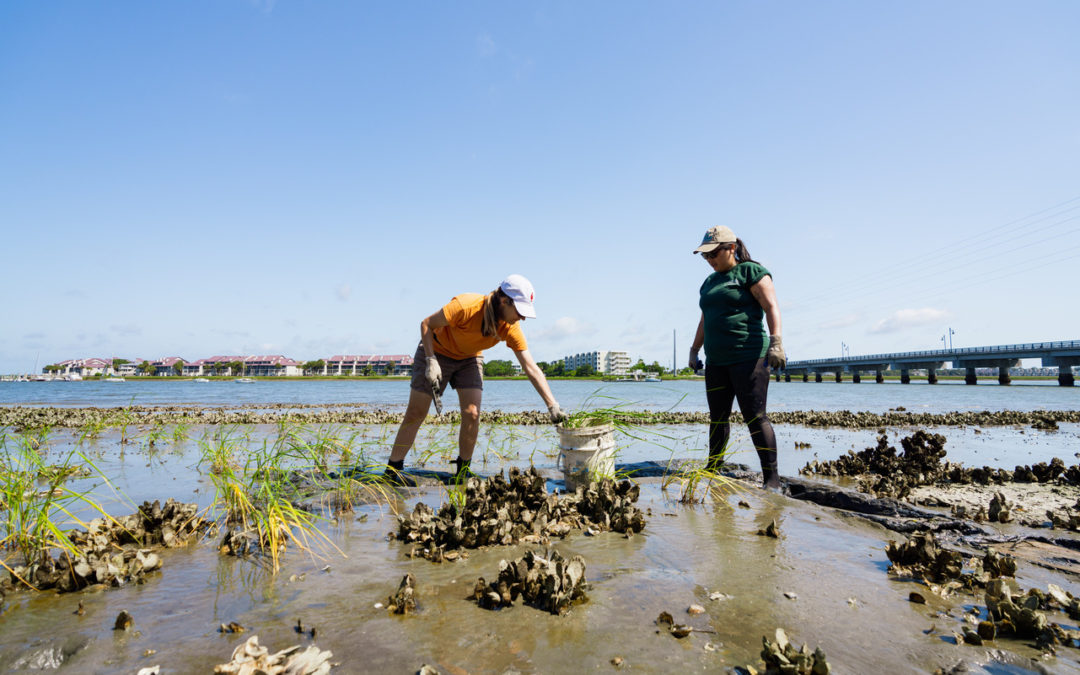 Taking Root, Volunteers to help transplant marsh grass on Folly Beach