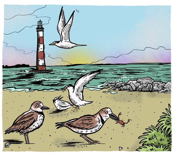 Coastal birds are nesting on Folly beaches this spring