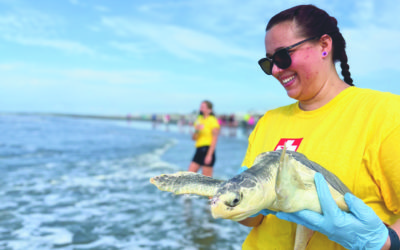 Six rehabilitated sea turtles released at Folly Beach County Park