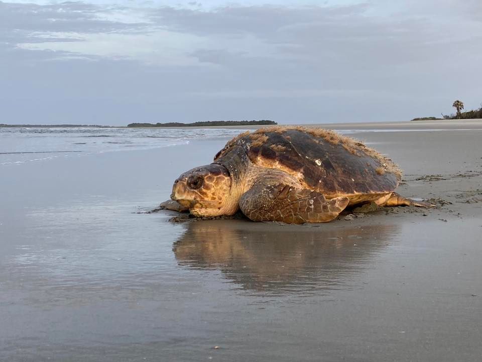 folly beach turtle