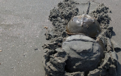 Folly Field Notes — Ancient Armor on the Shore