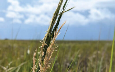 Folly Field Notes — The Salt Marsh Keeps a Tight Schedule