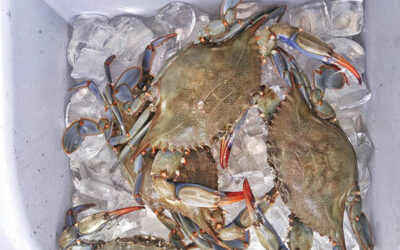 The Fabulous Flavors of Fall