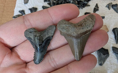 Folly Field Notes — A Return to Nature