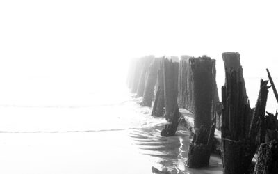 Folly Field Notes — Fog Feels Magical