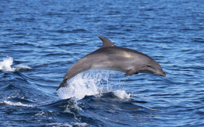 Dolphin Days are Back