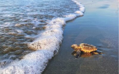 From Shore to Sea