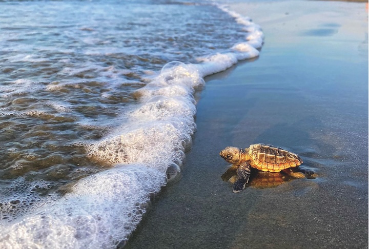 From Shore to Sea