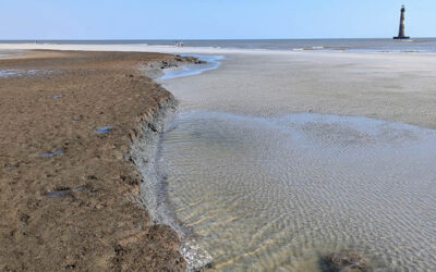 Folly Field Notes — Let’s go Tidepooling