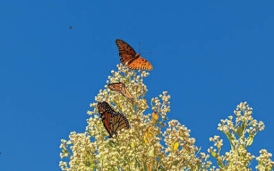 Folly Field Notes — Fall Colors and Migrations
