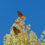 Folly Field Notes — Fall Colors and Migrations